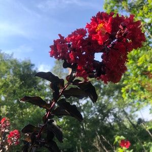 May include: A vibrant image of a flowering plant with deep red, ruffled blooms. The plant has dark burgundy leaves and stems, set against a backdrop of a blue sky and green foliage. The flowers have yellow centers.