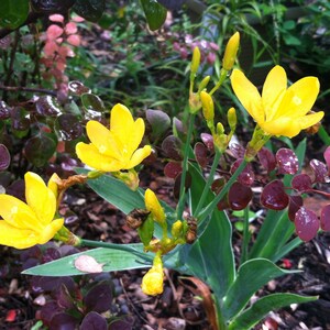 Belamcanda chinensis Blackberry Lily Hello Yellow 10 seeds