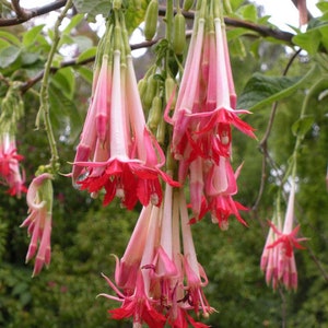 Fuchsia boliviana Alba 10 Seeds