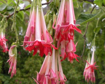 Fuchsia boliviana Alba 10 Seeds