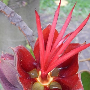 May include: Close-up of a vibrant red flower with long, pointed petals radiating from the center. The flower's base is a deep burgundy, with hints of yellow. A small branch is visible in the background, adding a natural element.