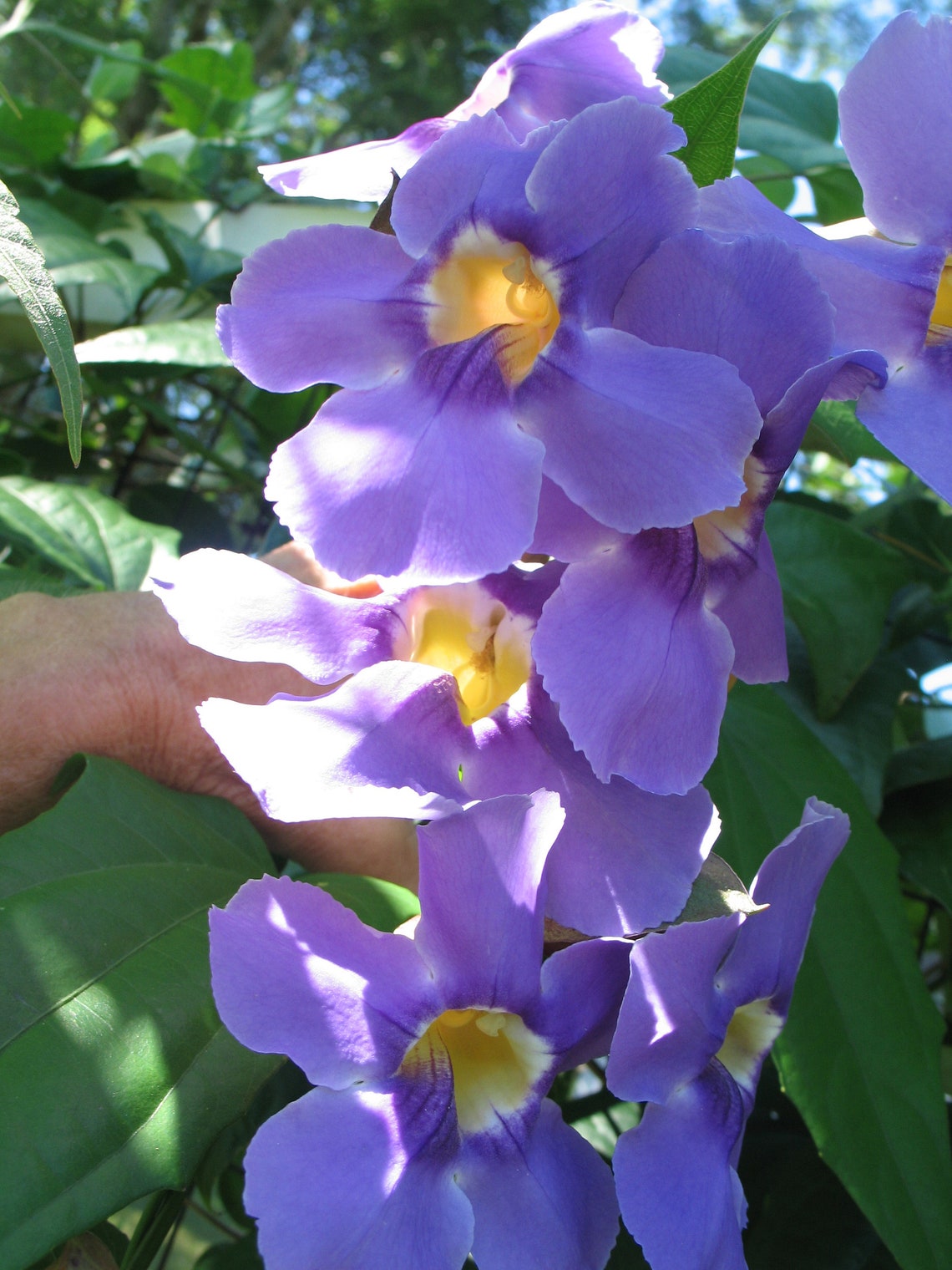 Thunbergia grandiflora Blue Sky Vine Pint Plant Etsy
