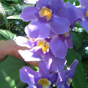 Thunbergia grandiflora Blue Sky Vine gallon Plant