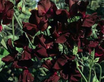 Lathyrus odoratus Midnight Beaujolais 10 seeds