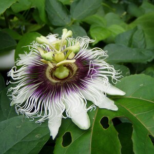 Passiflora edulis Purple Giant 10 seeds
