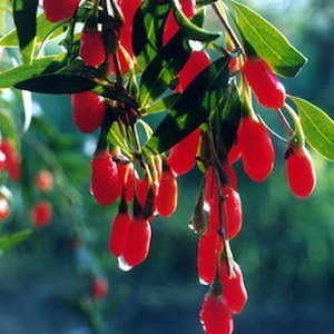 Lycium chinense Wolfberries Goji Berries 20 seeds