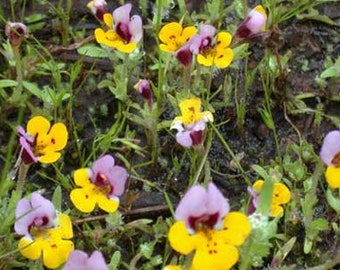 Mimulus pulchellus or Yellowlip Pansy Monkeyflower 10 seeds