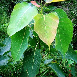 Sacred fig Ficus religious 30 seeds
