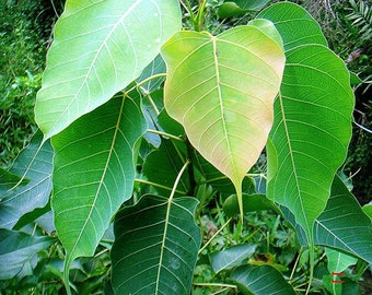 Sacred fig Ficus religious 30 seeds