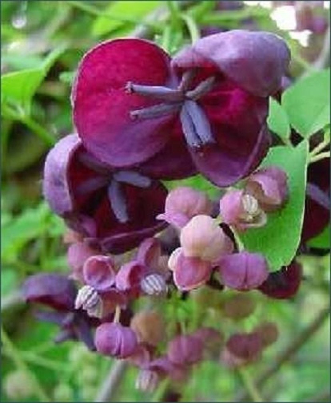 Akebia Quinata Chocolate Vine 10 Seeds - Etsy