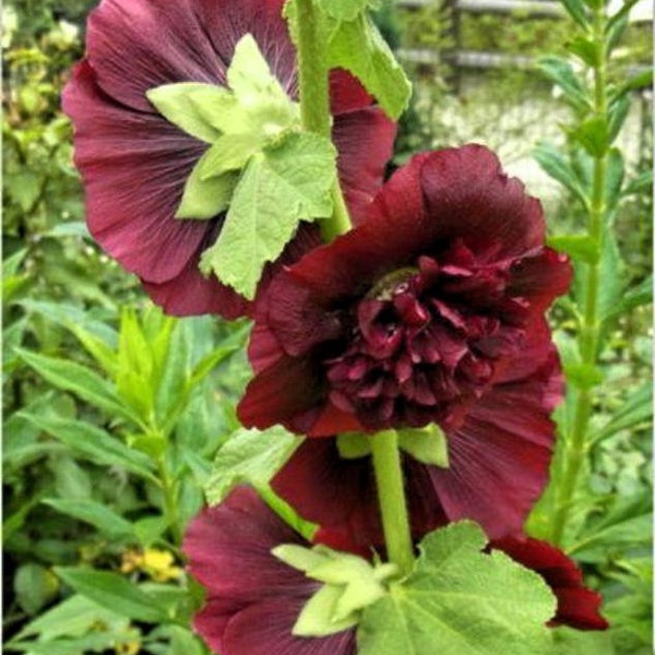 Chaters Chestnut Brown Alcea rosea 15 seeds