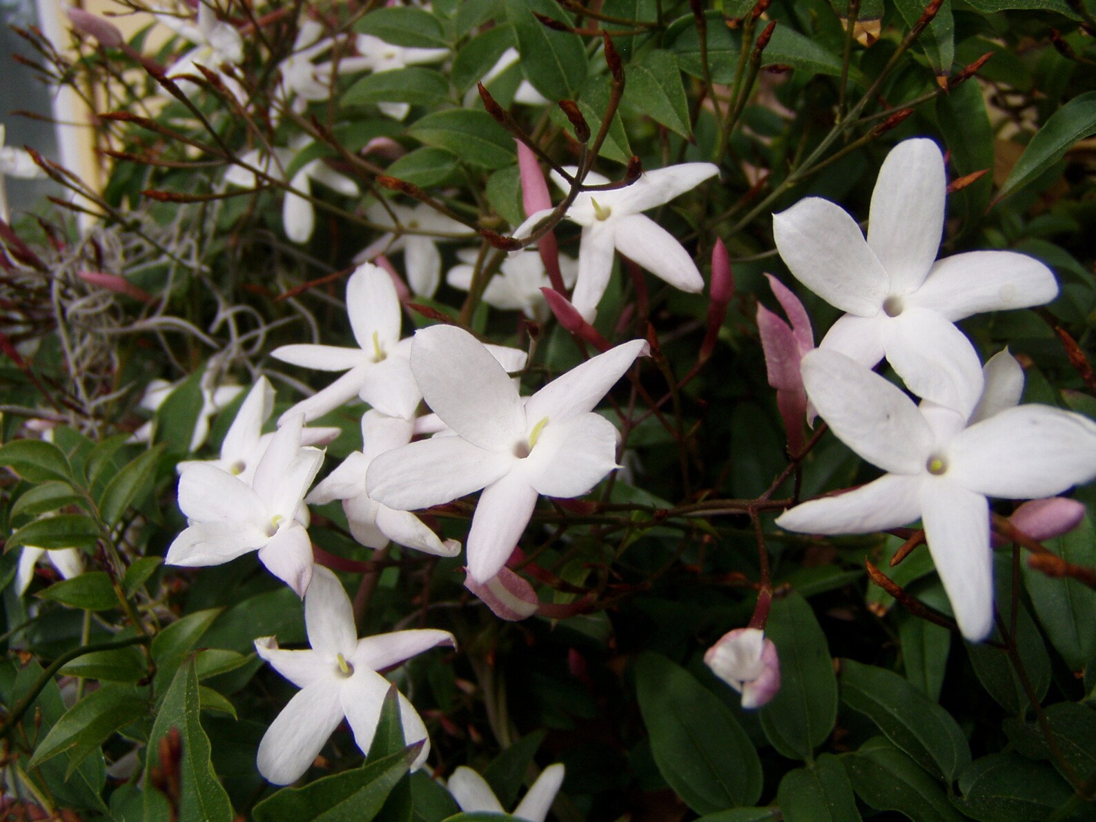 Jasminum polyanthum Pink or Winter Jasmine Plant Etsy