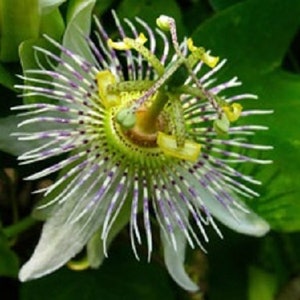 Passiflora adenopoda Velcro Passion Fruit 5 seeds image 1