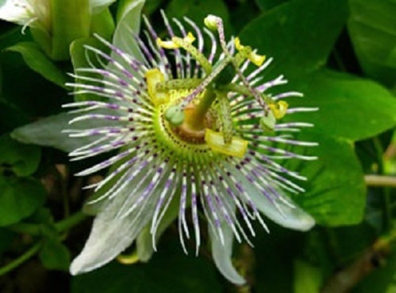 Passiflora adenopoda Velcro Passion Fruit 5 seeds image 1