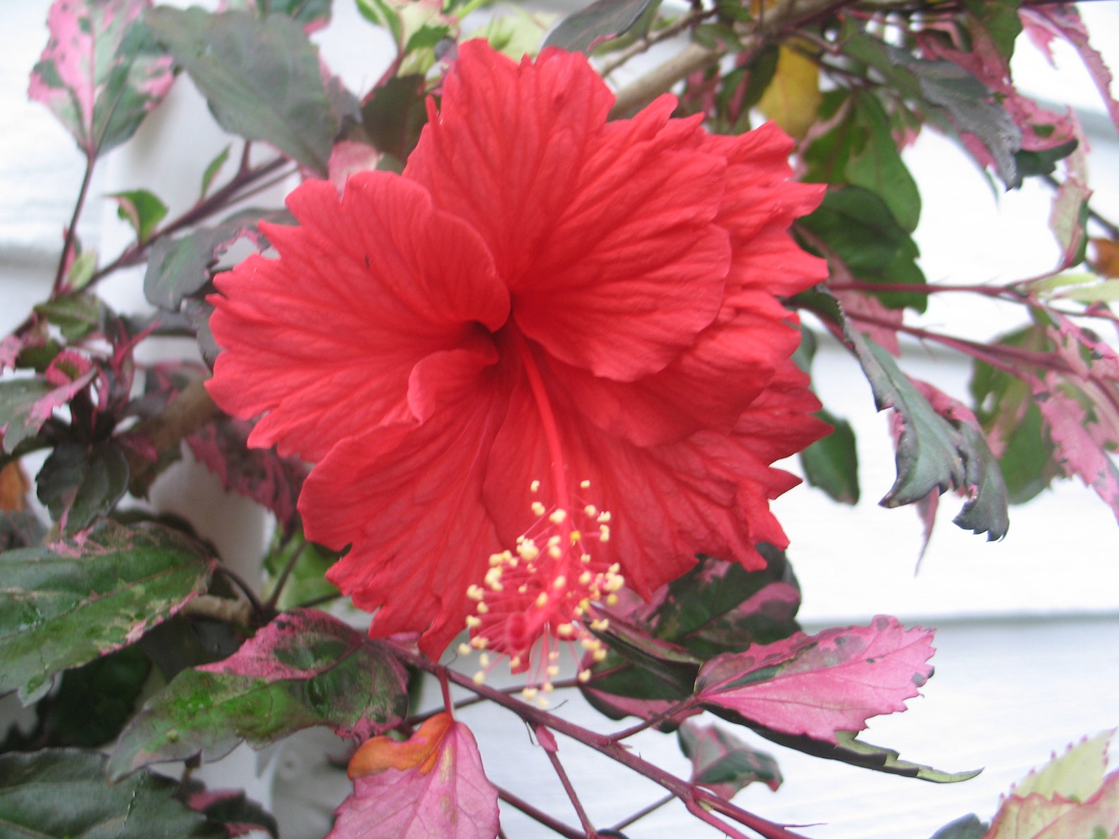 Hibiscus cooperii quart plant Etsy