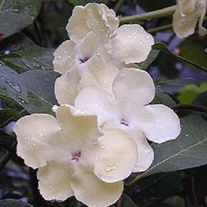 Lady of the Night Brunfelsia americana gallon Plant