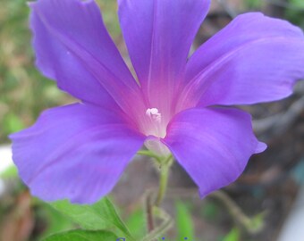 Dragonfly Blue asaga Morning Glory Ipomoea 6 seeds