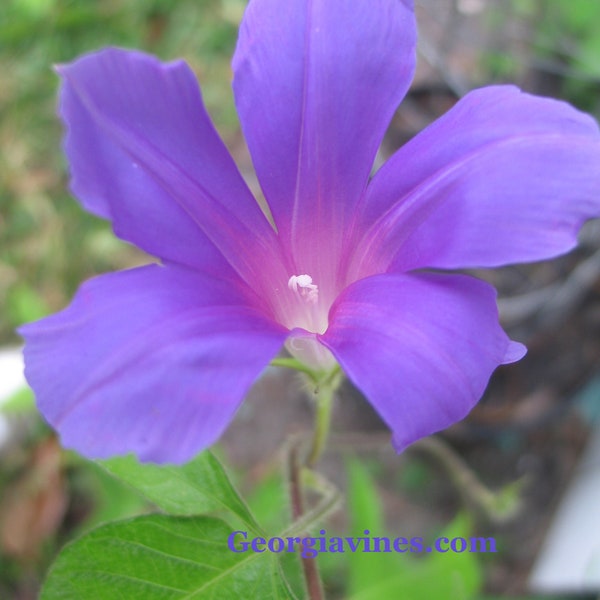 Dragonfly Blue asaga Morning Glory Ipomoea 6 seeds