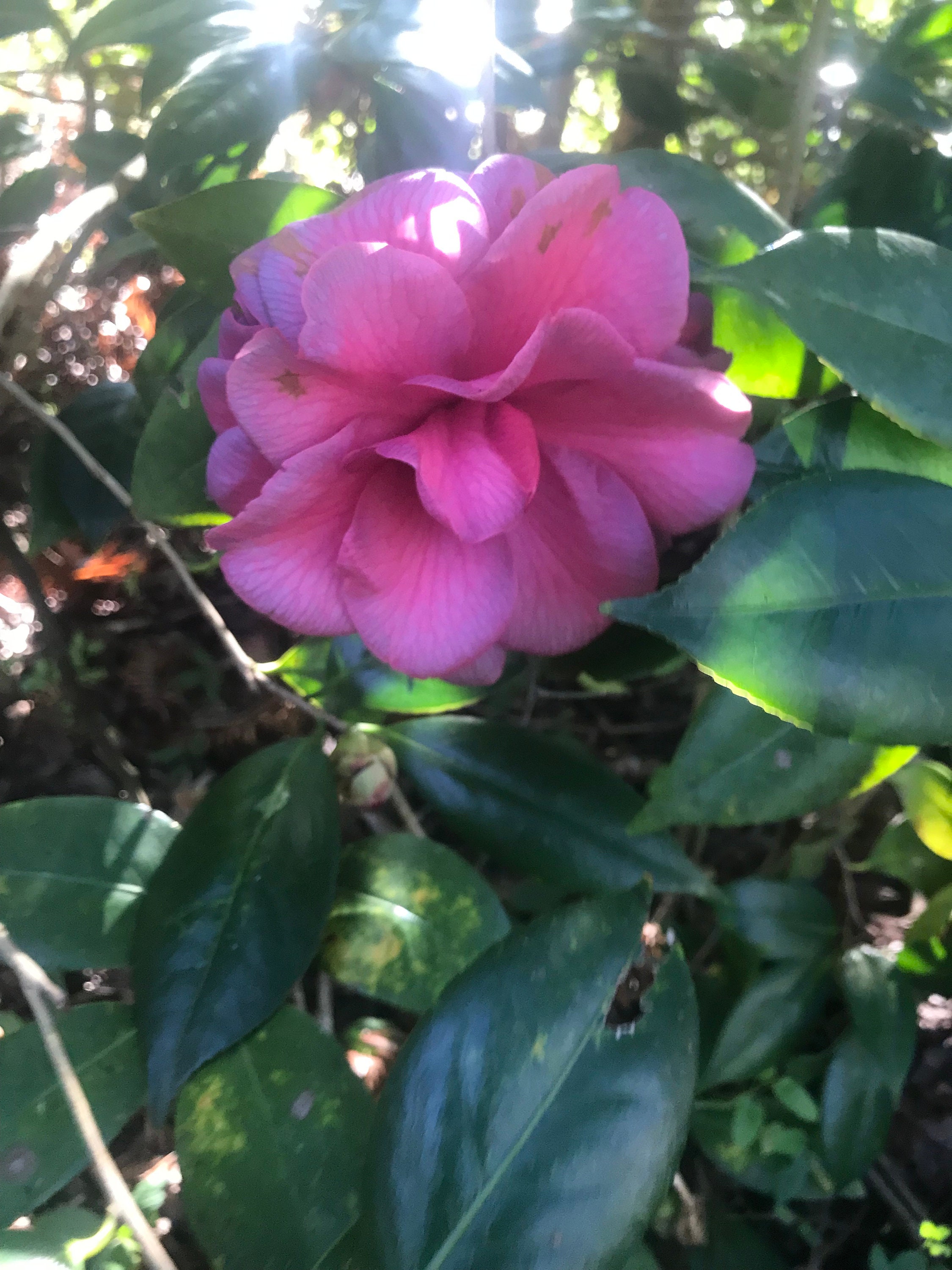 Camellia Japonica Mathotiana Supreme Variegated Plant Etsy