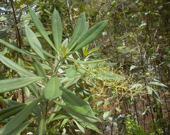 Bocconia glaucifolia RARO 6 semillas