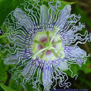 Maypop or Passiflora incarnata  10 seeds