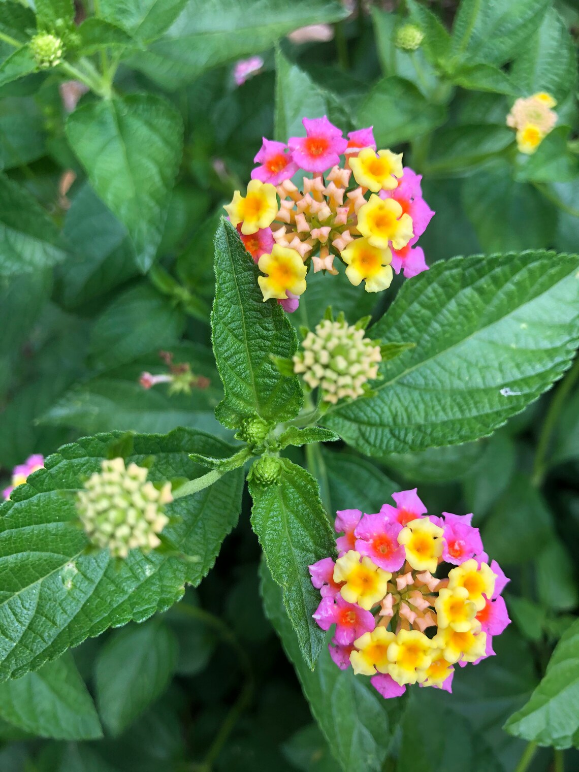 Lantana Ham and Eggs Pint Plant Etsy