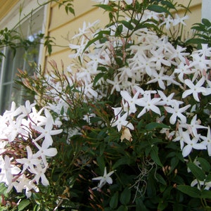 Jasminum polyanthum Pink or Winter Jasmine Plant