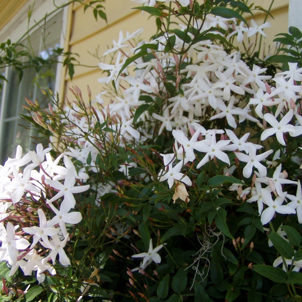 Jasmine Plant Etsy