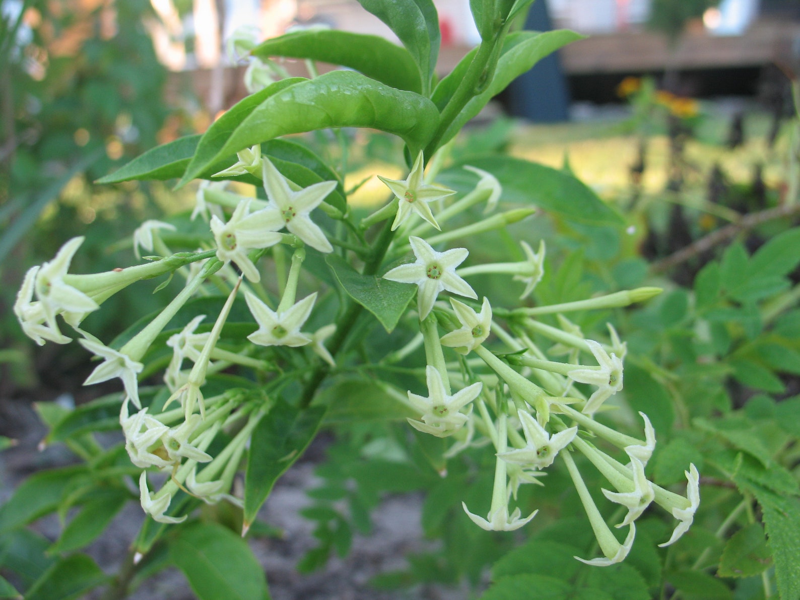 Cestrum Nocturnum Queen of Night Quart Plant Etsy