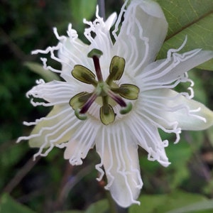 Passiflora vespertilio Black Passion Flower 10 seeds