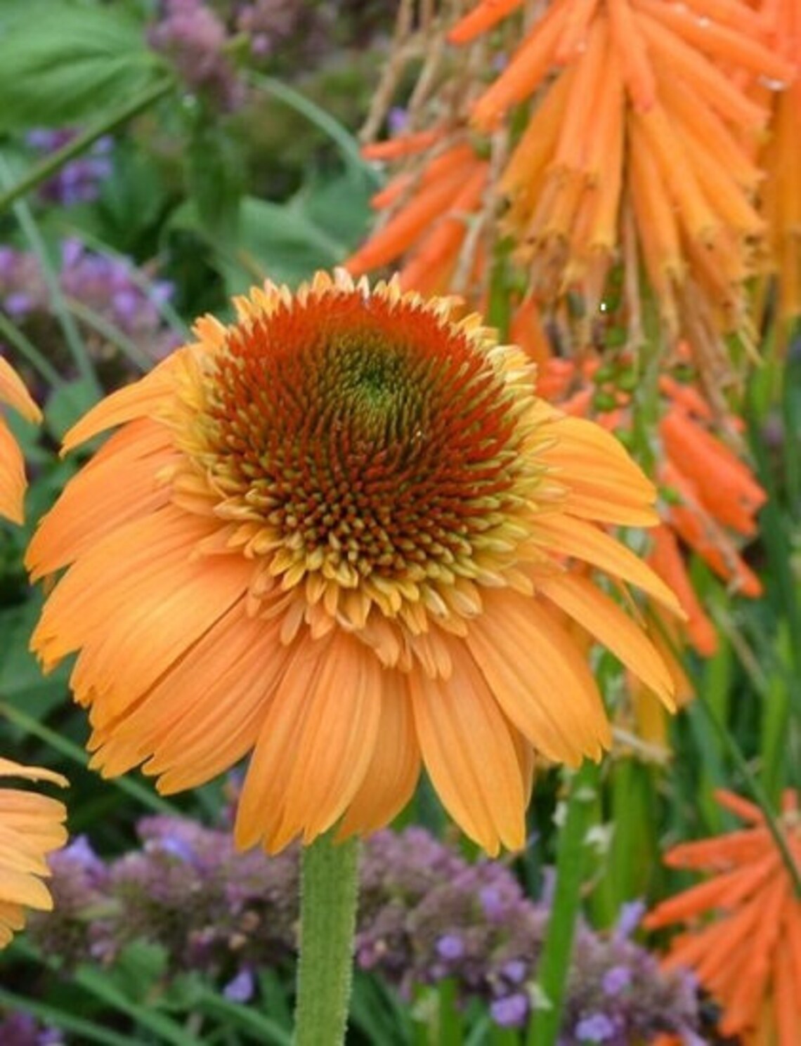 Echinacea Supreme Cantaloupe pint plant | Etsy
