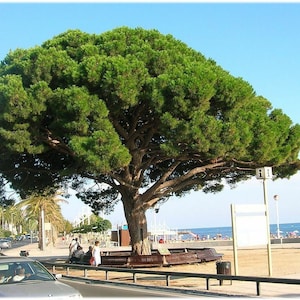 May include: A large, mature tree with a broad, green canopy dominates the scene. The tree's trunk is thick and brown, with a bench built around its base. The background shows a beach, ocean, and a clear blue sky.