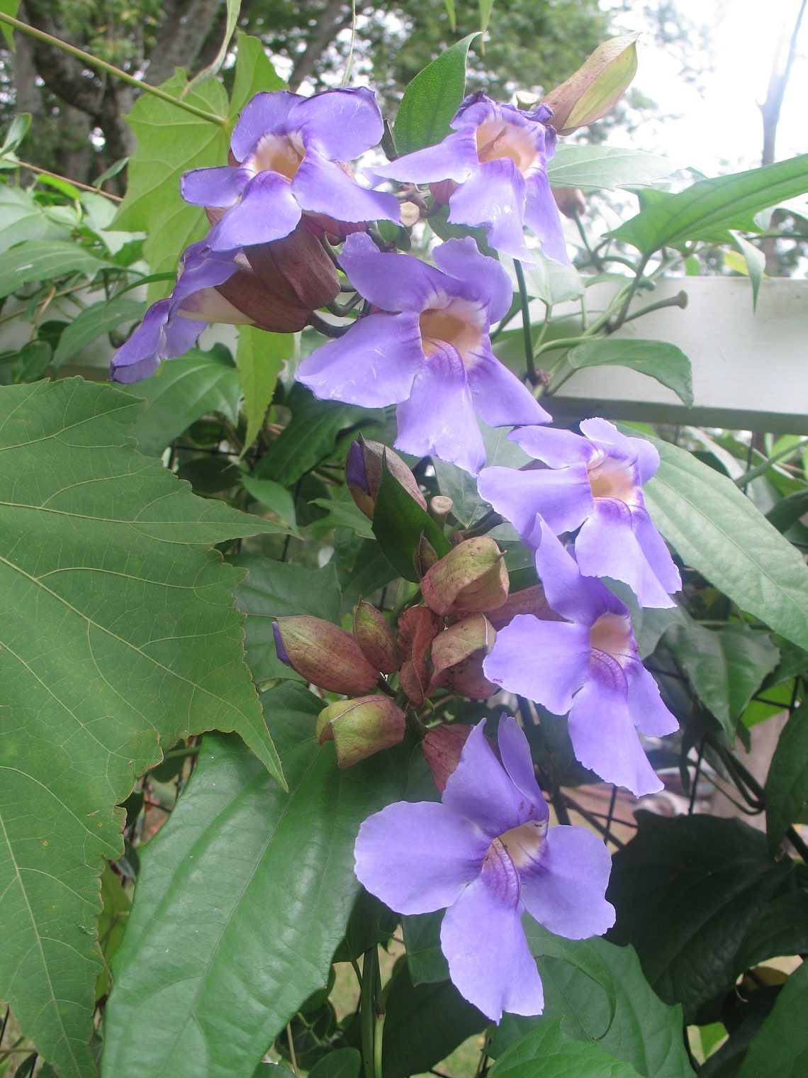Thunbergia grandiflora Blue Sky Vine Pint Plant Etsy