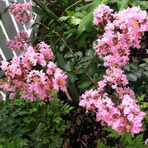 Lagerstroemia Crape Myrtle | Sioux | Soft Pink 10 seeds