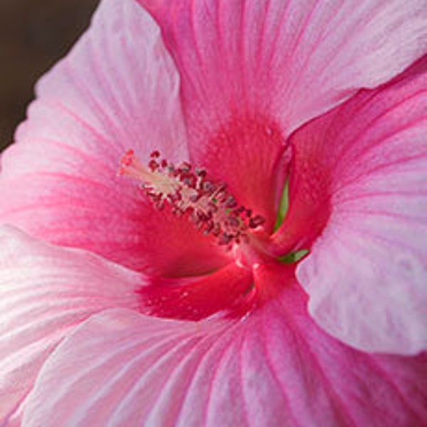 Hibiscus Turn of the Century 8 seeds