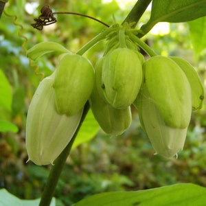 Passiflora nigradenia 5 semillas imagen 5