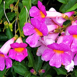 Bignonia Riversii Distictis Rivers Gallon Plant - Etsy