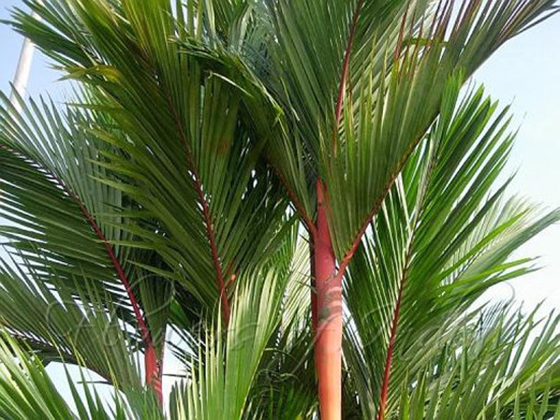 Cyrtostachys Lakka Sealing Wax Palm 10 Seeds Etsy