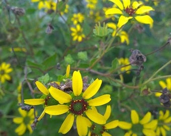 Berlandiera texana | Texas Green Eyes | 5 Seeds