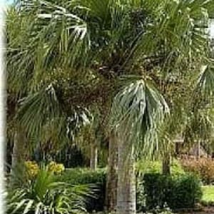 Livistona chinensis Chinese Fan Palm 10 seeds