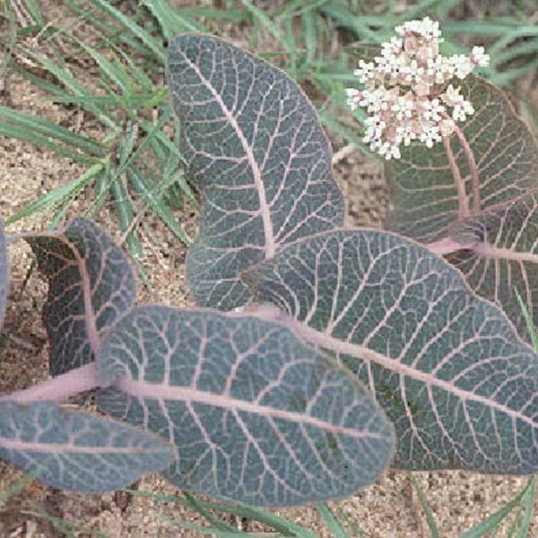 Asclepias humistrata | Pink Veined Milkweed 7 Seeds