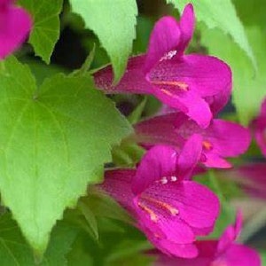 Magic Dragon Maurandya 10 seeds