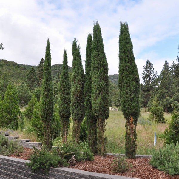 Italian Cypress |Cupressus sempervirens stricta | 50 seeds