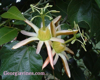 Native passionfruit - Passiflora herbertiana native passionfruit 10 seeds