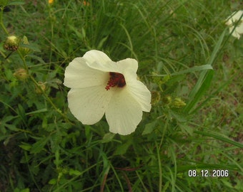 Jamaican Cocktail red Sorrell Hibiscus sabdariffa 10 seeds