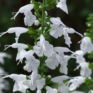 Salvia Summer Jewel White Tropical Sage 15 seeds