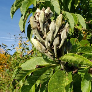 Ipomoea murucoides Mitla Tree Morning Glory 5 seeds image 2