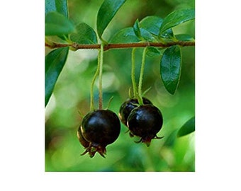 Luma apiculata Black Chilean myrtle 10 seeds