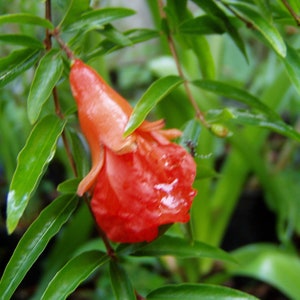 Punica granatum miniature pomegranate bonsai choice 15 seeds
