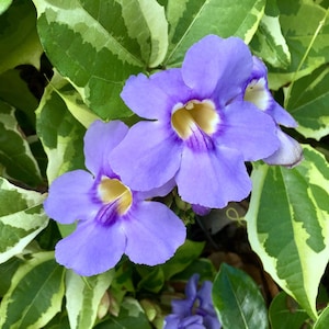 Thunbergia grandiiflora Variegated Blue Sky Vine Quart Plant